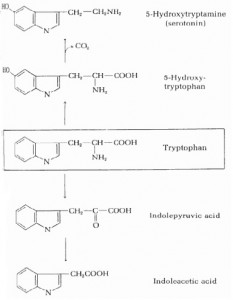 Your Biochemical Foundation