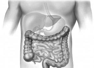 Digestive Tract